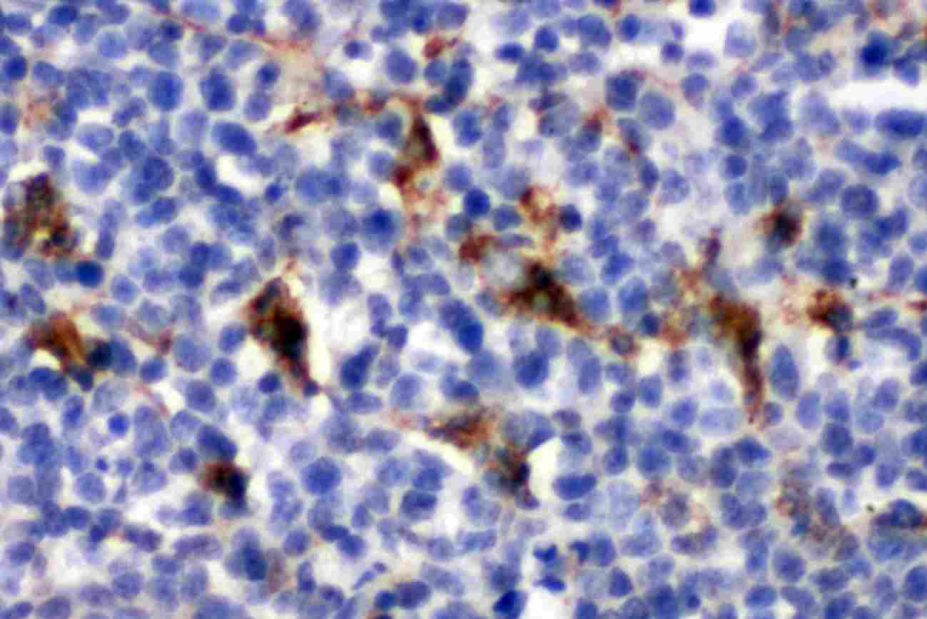 CD68 Antibody (aa312-326)