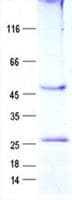 Human HNE / Neutrophil Elastase Protein (Recombinant GST, N-terminus + His, C-terminus)