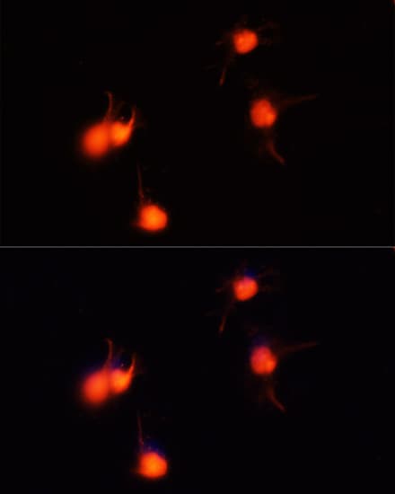 BDNF Antibody