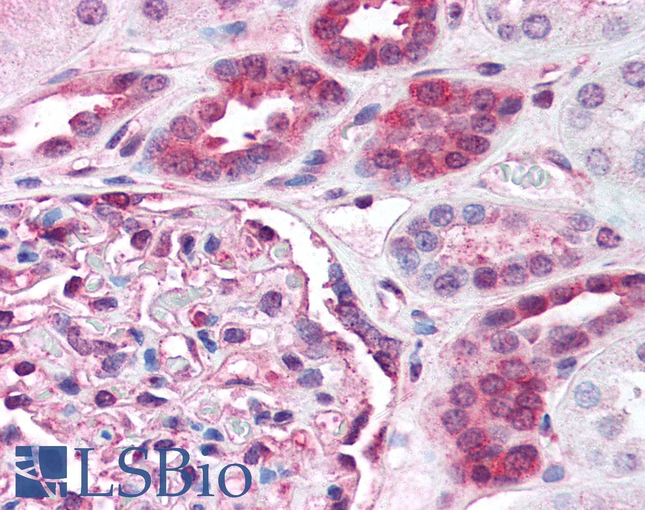 IHC-plus™ RELA / NFKB p65 Antibody (C-Terminus)
