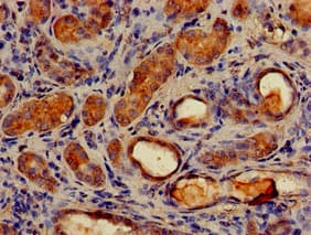 MAP1LC3C / LC3C Antibody