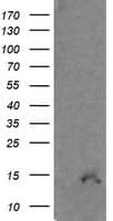 CDKN2B / p15 INK4b Antibody (clone OTI8H4, Carrier-free)