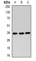 RNF2 / RING2 / RING1B Antibody