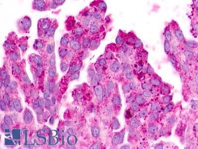 PathPlus™ GPR183 / EBI2 Antibody (Cytoplasmic Domain)