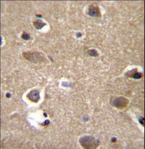 MRPL9 Antibody (aa66-95)