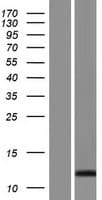 SPRR2F Protein (Over-Expression Lysate Myc-DDK (Flag))