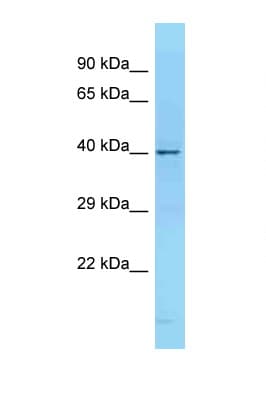 CD68 Antibody (N-Terminus)
