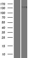 TTBK2 Protein (Over-Expression Lysate Myc-DDK (Flag))