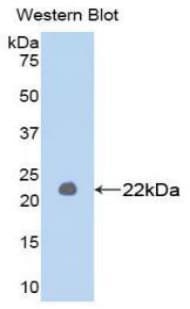 MMP1 Antibody (aa98-275)