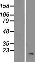 RPL32 / Ribosomal Protein L32 (Over-Expression Lysate Myc-DDK (Flag))