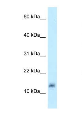 LYZL4 Antibody (aa57-106)