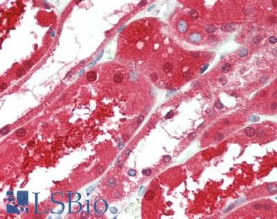 IHC-plus™ GPC6 / Glypican 6 Antibody