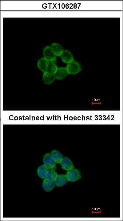 STAP2 Antibody (aa340-403)