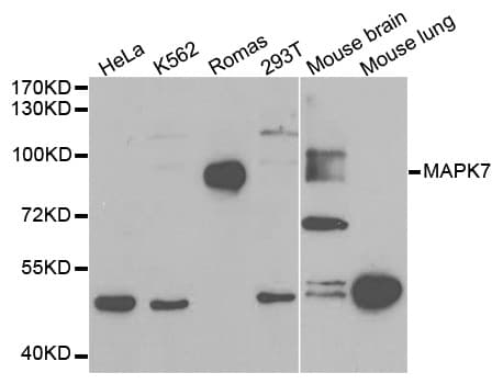 MAPK7 / ERK5 Antibody