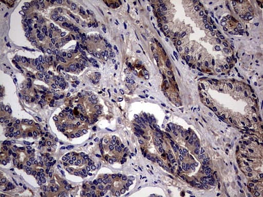 PYDC1 Antibody (clone OTI9C10)