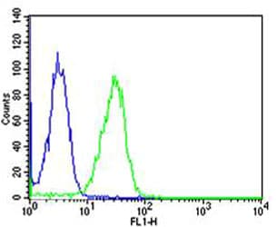 IHC-plus™ CAPN1 / Calpain 1 Antibody (aa1-420, clone 1376CT809.24.85)