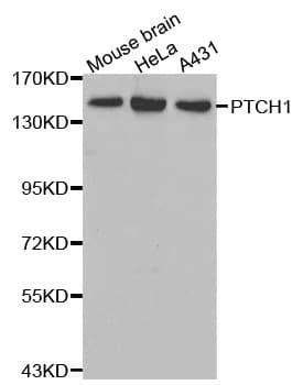 PTCH1 / Patched 1 Antibody