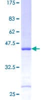 Human S26 / RPS26 Protein (Recombinant GST)