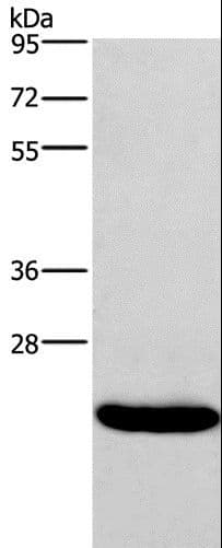 IFNA16 / Interferon Alpha 16 Antibody