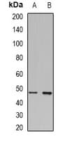 TCN1 Antibody