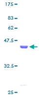 Human DAT1 / LMO3 Protein (Recombinant GST)