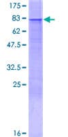 Human PEX13 Protein (Recombinant GST)