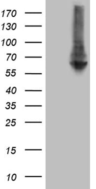 RNF149 Antibody (aa250-383, clone OTI9F11)