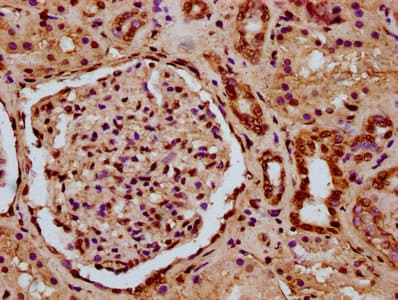 HIST1H3A Antibody