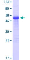 Human ZFAND2B Protein (Recombinant GST)