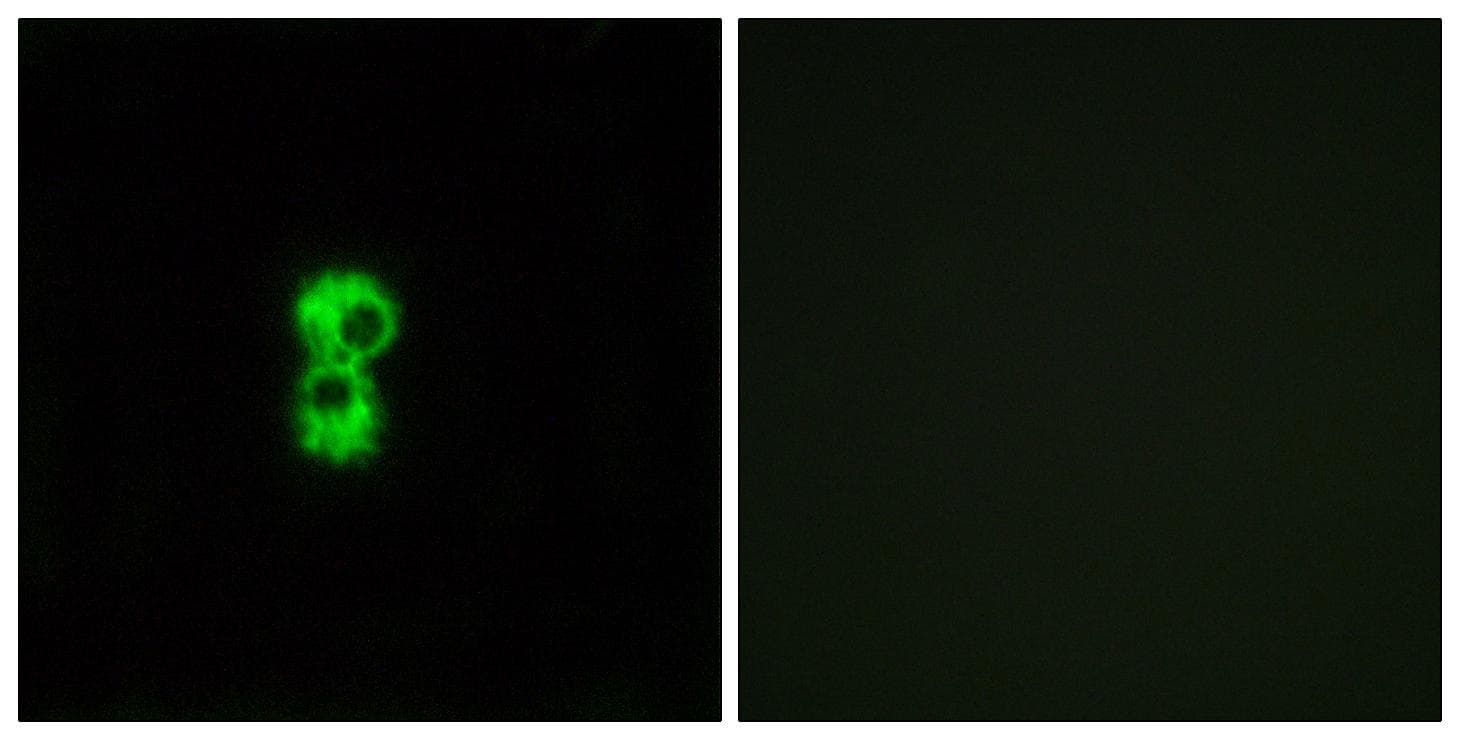 Polyclonal Rabbit anti-Human OR1D4+5 Antibody (IF, WB)