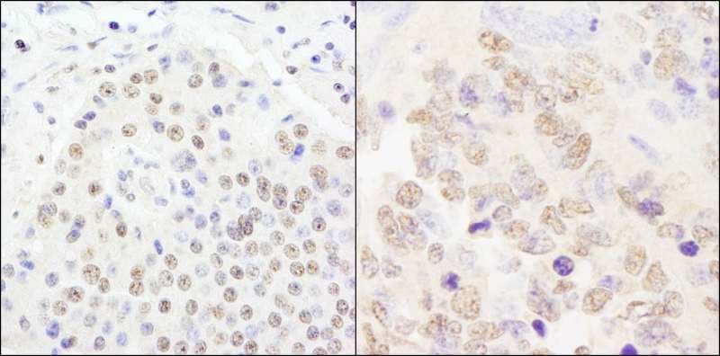 CPSF2 Antibody (aa450-500)