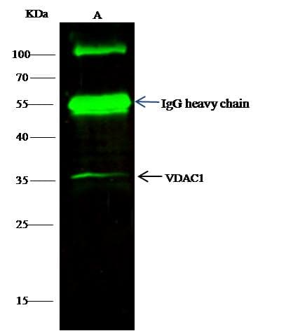 VDAC1 / PORIN Antibody (Preservative Free)