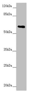 TRIM23 Antibody