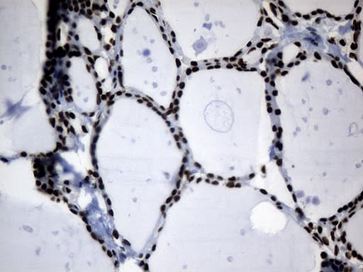 POLR2A / RNA polymerase II Antibody (aa1351-1614, clone OTI3C8, Carrier-free)