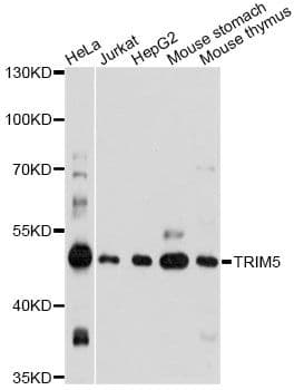 TRIM5 Antibody