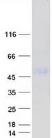 Human LSAMP / LAMP Protein (Recombinant Myc-DDK (Flag))