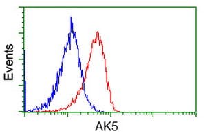AK5 / Adenylate Kinase 5 Antibody (clone OTI2F9)