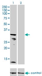 KCNJ15 / KIR4.2 Antibody (clone 1B2)