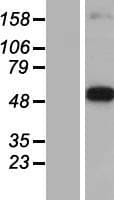 DDC / DOPA Decarboxylase Protein (Over-Expression Lysate Myc-DDK (Flag))