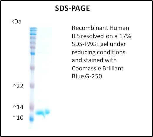 Human IL5 Protein (Recombinant)