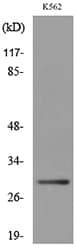 VDAC1 / PORIN Antibody (aa1-50)