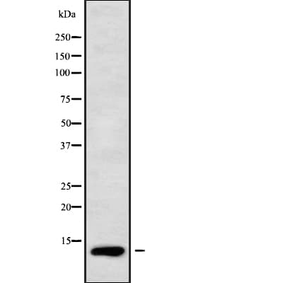SEC61B Antibody