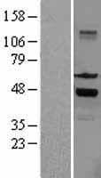 Human SKAP1 / SCAP1 Protein (Over-Expression Lysate Myc-DDK (Flag))