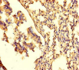 Polyclonal Rabbit anti-Human Neurotrypsin Antibody (IHC)