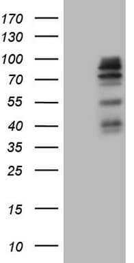 MAP3K15 / ASK3 Antibody (aa979-1313, clone OTI1G10)