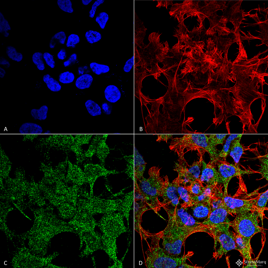 GABARAP Antibody (PerCP)