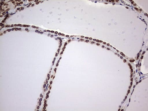 BCL6 Antibody (aa1-300, clone OTI1C3, Carrier-free)