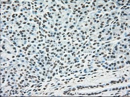 MAPK1 / ERK2 Antibody (clone OTI6E5)