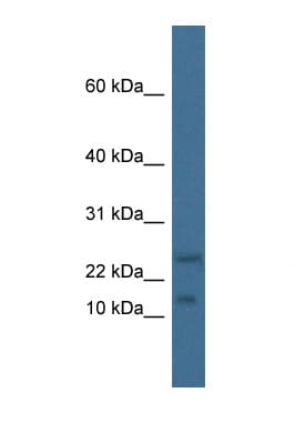 MAFK Antibody (N-Terminus)