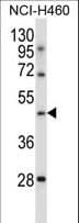 TLE6 Antibody (aa30-58)